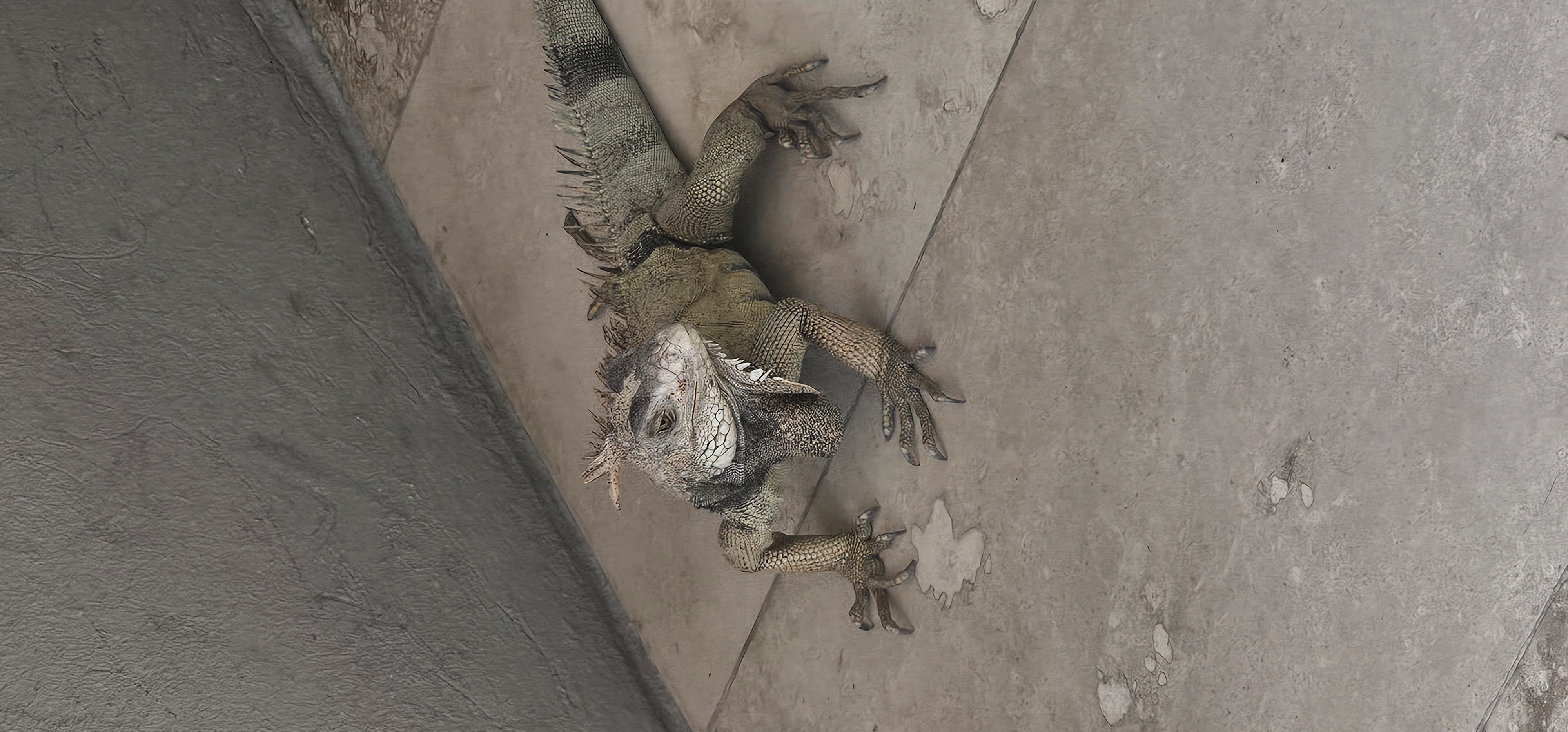 Jungle encounters! This curious iguana greets us on our Colombian adventure. 🦎✨