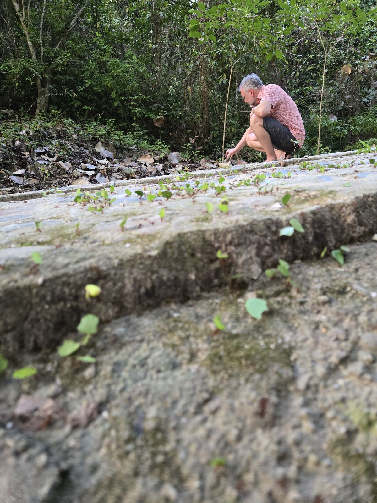 Exploring vibrant trails, captivated by nature’s tiny leaf-cutter architects. Adventure and learning intertwine beautifully.