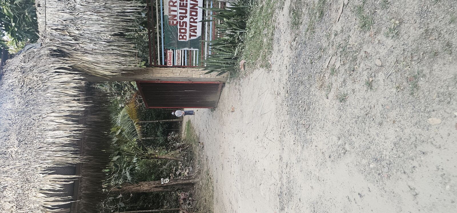 Lost in Tayrona's dusty trails, where jungle whispers meet cacao's sweet secrets. Adventure awaits! 🌿🍫