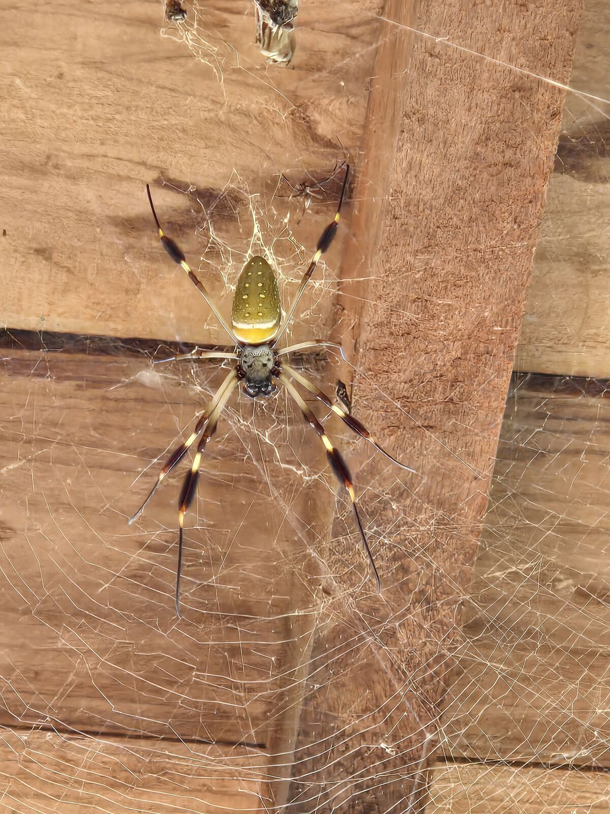 Golden orb weaver spins tales in the Colombian jungle, weaving adventure into every silky thread.