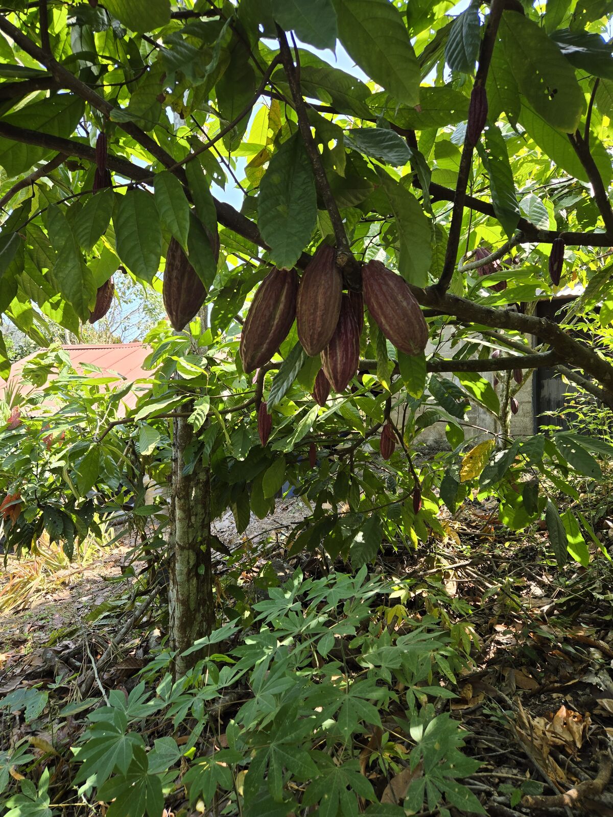 Exploring Colombia's cacao paradise—jungle magic under sunlit leaves, where chocolate dreams begin. 🌿✨