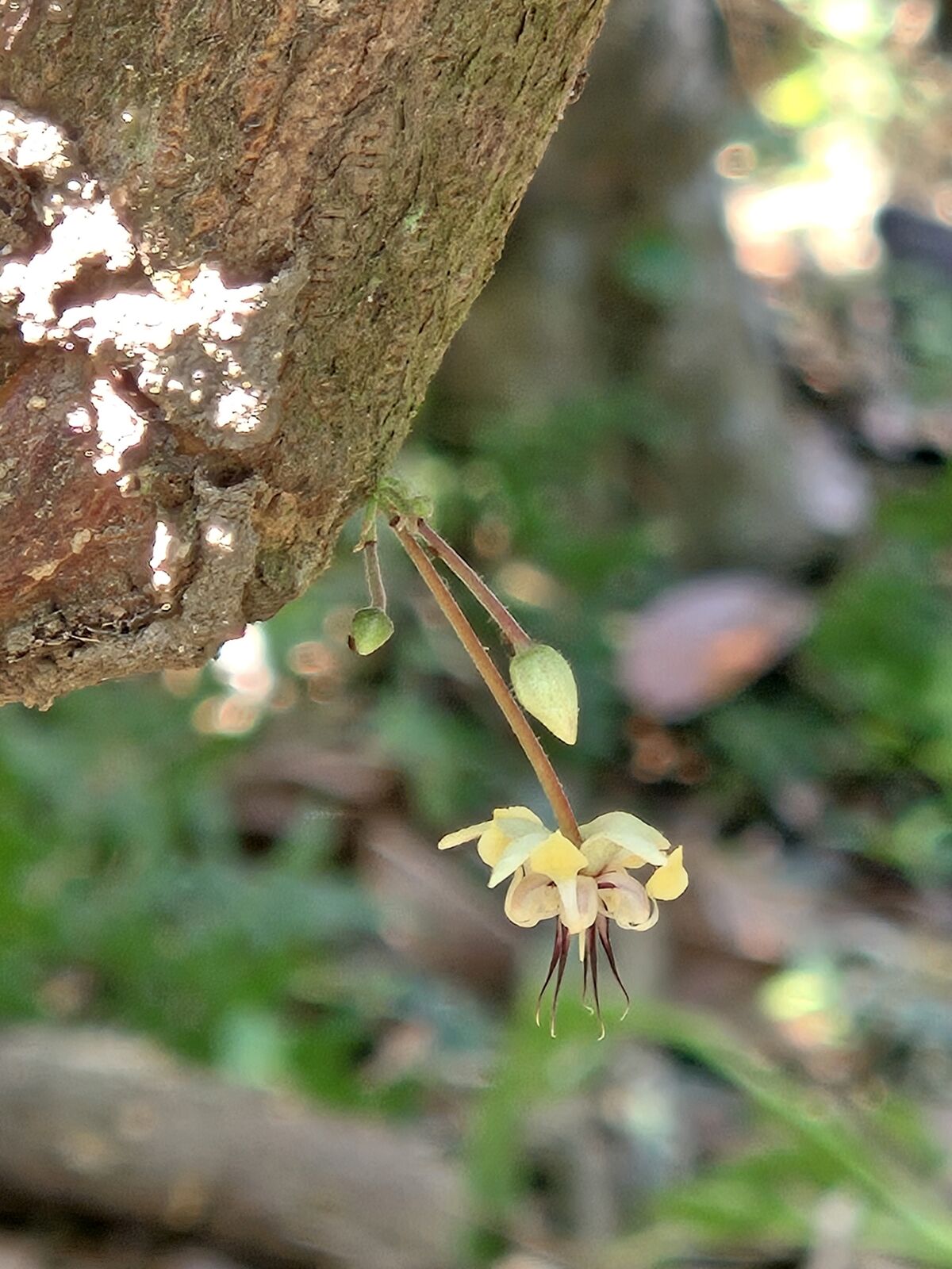Discovering Colombia’s cacao bloom: Nature’s sweet secrets in the heart of the jungle. 🌿✨