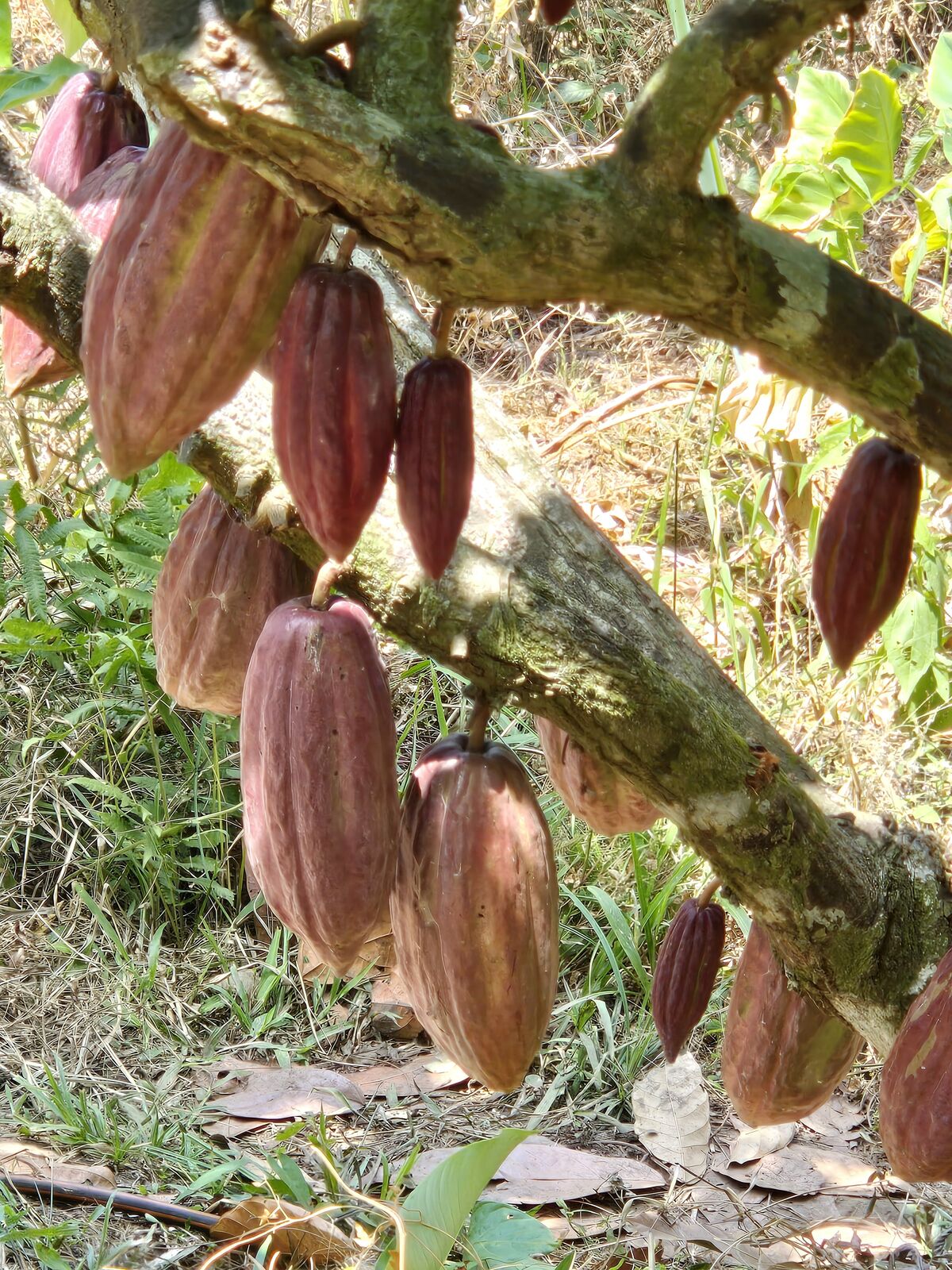 "Discover Colombia's sweet secrets: vibrant cacao pods amidst jungle adventures and city lights."