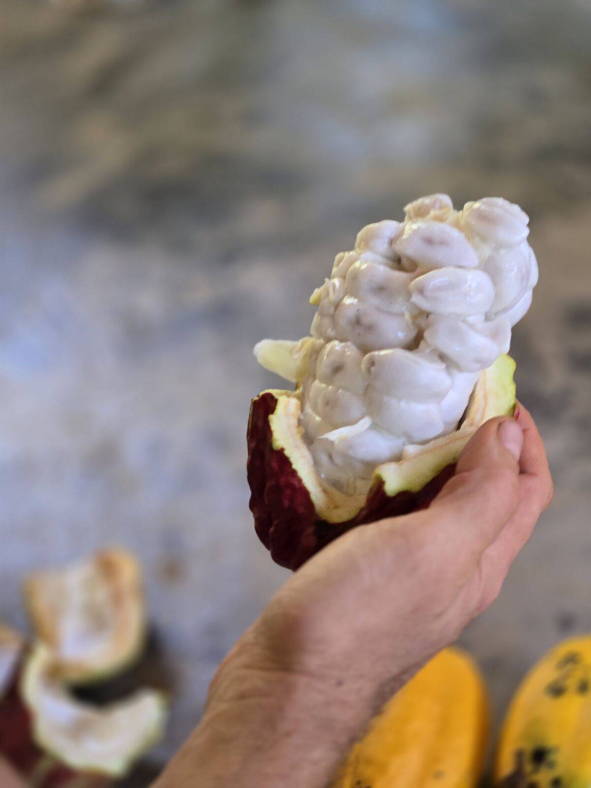 Unveiling cacao treasures in Colombia: where jungle adventures meet rich flavors and cultural wonders. 🌿🍫✨