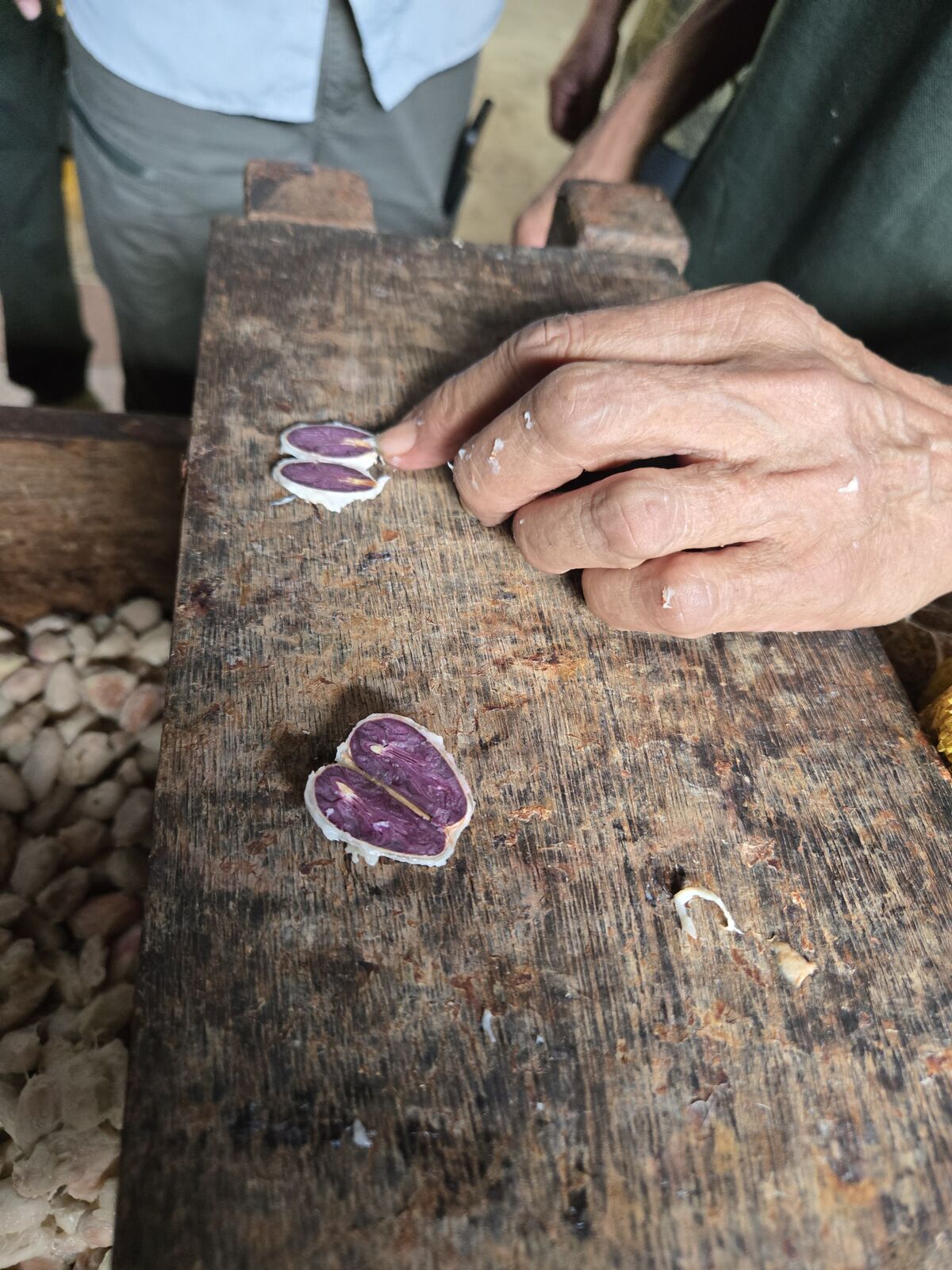 Uncovering cacao secrets in Colombia’s lush jungles—where adventure meets flavor in every vibrant seed. 🌿🍫