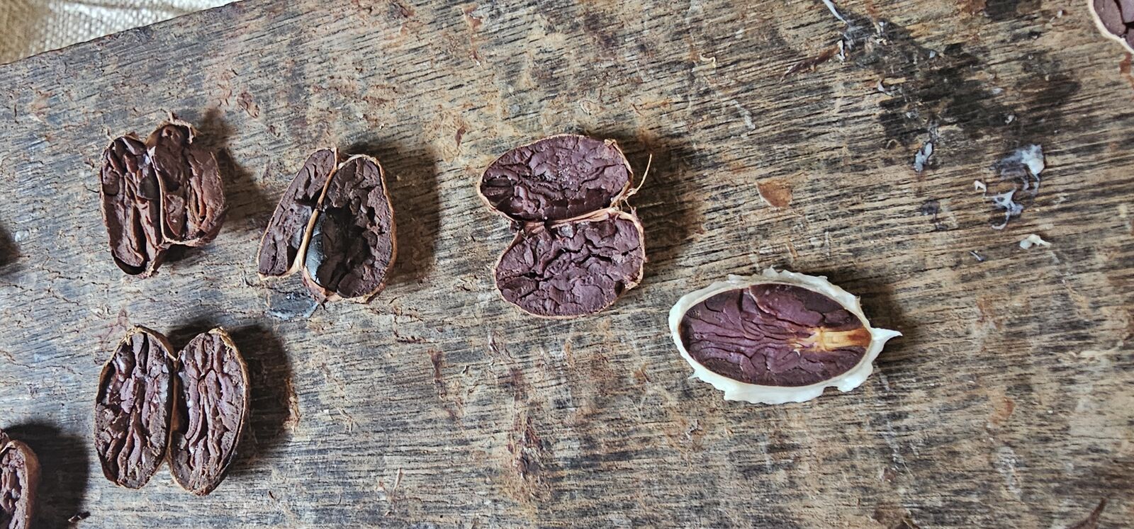 Journey from fresh cacao to aromatic chocolate in Colombia’s lush jungles. 🍫🌿 #CacaoAdventure