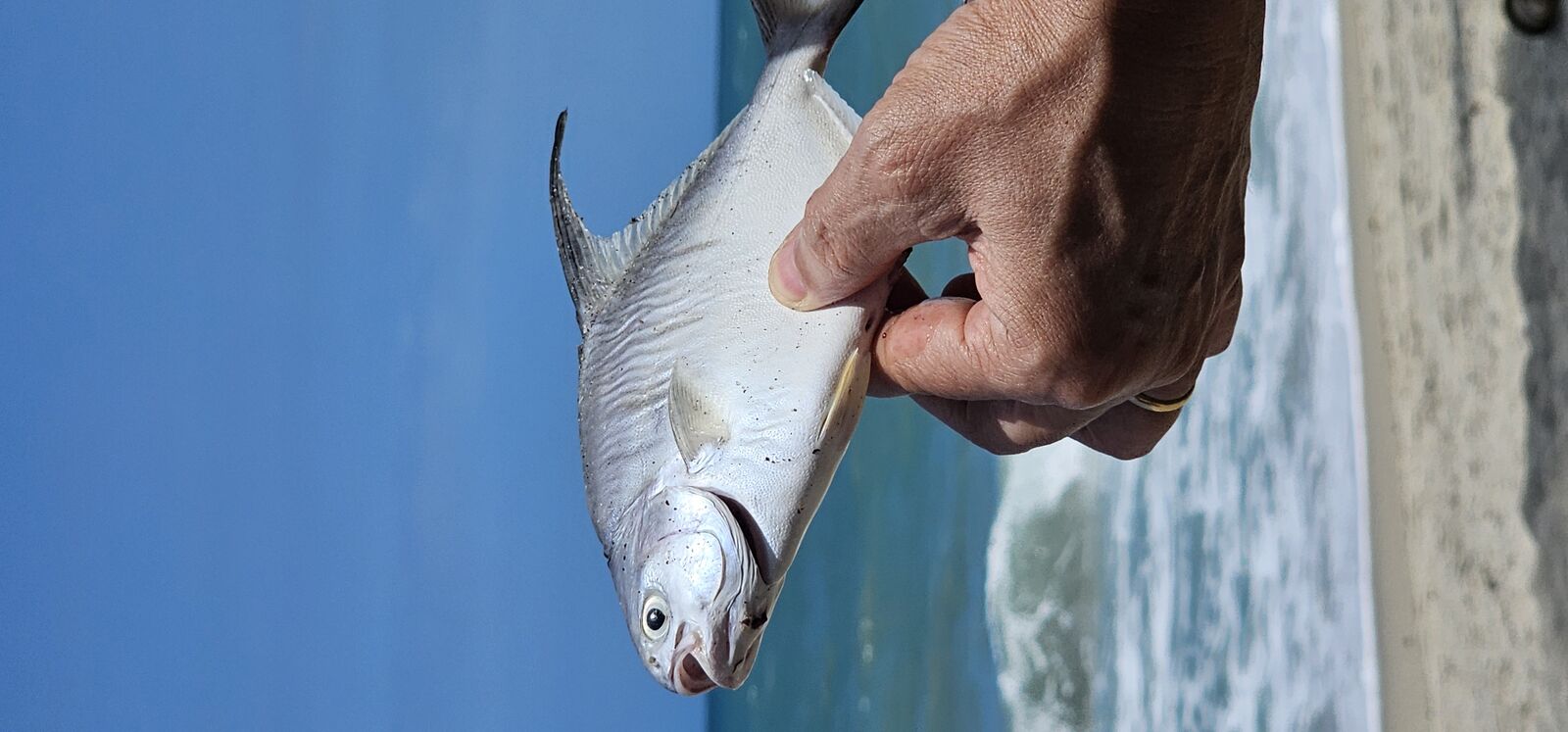 Fresh catch in hand, ocean's bounty awaits lunch on Colombia's sunlit shores.